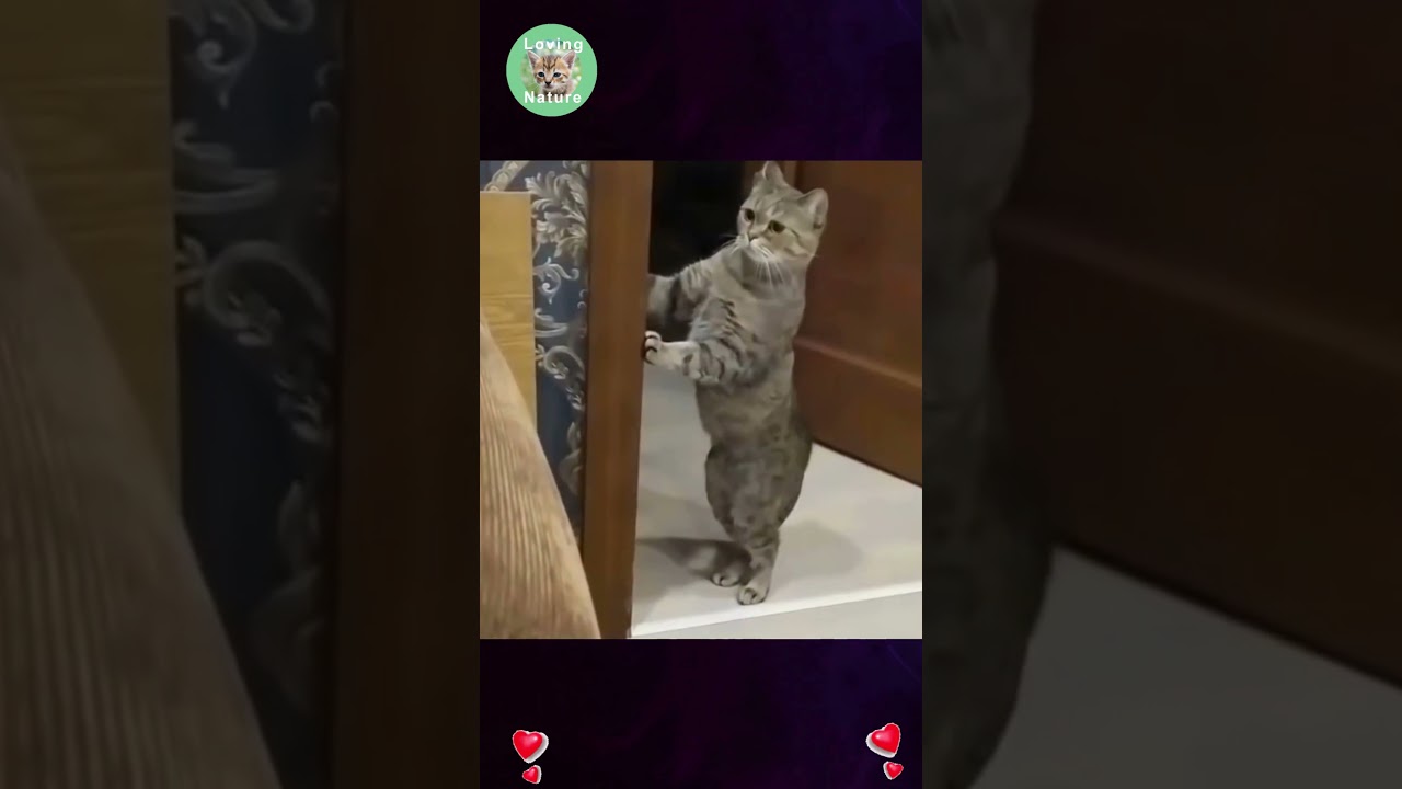 Meravigliosi Animali : Una Esilarante Avventura tra la Bellezza e il Divertimento puro ! 😍😍 # shorts