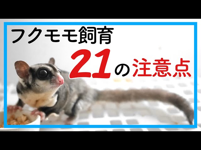 フクロモモンガ】初心者の方へ｜飼育する前に知っておくべきこと21選