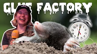 Burying ALARM CLOCKS to Get Rid of Moles | Glue Factory Highlight