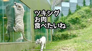 ホワイトタイガー ツキちゃんとシグレくん お肉に飛びつきます【伊豆
