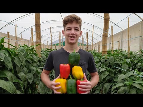 Vídeo: Cultivo De Pimentão Em Estufa