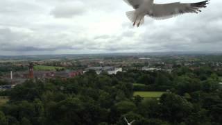 Springburn Birds Part 2: Seagull Day