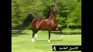 صلى عليك الله ياخير الورى   أصيل 4