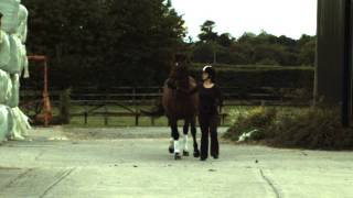 Horse Trot 09 000