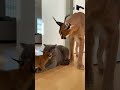 😳🐆 太ったブリティッシュショートヘアがカラカルのお母さんに負ける | Fat British Shorthair Defeated By Caracal Mom