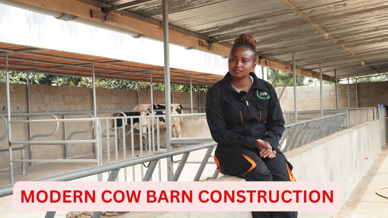 HOW TO CONSTRUCT A MODERN COW BARN/COW SHED