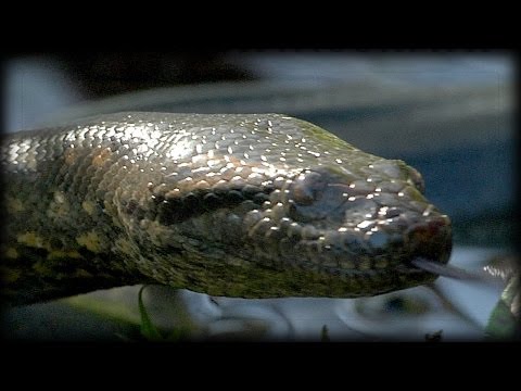 Anacondas 06 Music