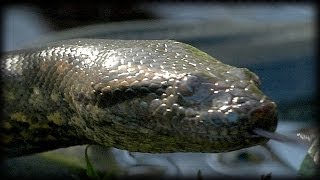 Anacondas 06 Music