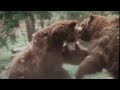 Grizzly bear fight, rare footage 1970s