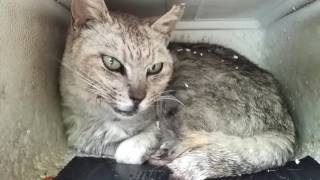 ミサイル猫、今日は猫ハウスで寝てました