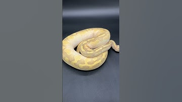 Super Pastel Enchi Butter Ghost Ball Python #shorts #shortsfeed #shortvideo #reels #fyp #fypシ