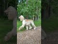 Legolas, the Afghan Hound, running!!