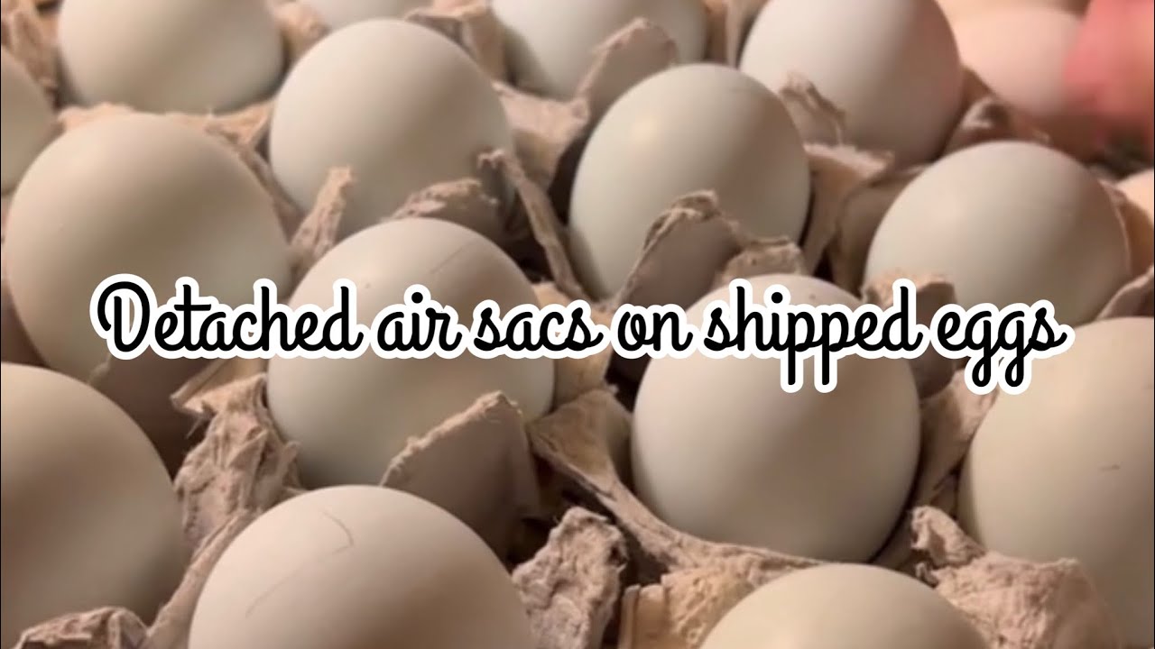 Detached air sacs from shipped eggs YouTube