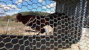 Qaib qus txuam 3 qua zoo 2021