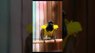 Download Lagu which makes Sogon emotional and angry ‼️ #bankkicau #sogon #kicaumania MP3