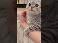 可愛すぎる猫たちと、猫好き飼主たちの日常www #cat #猫