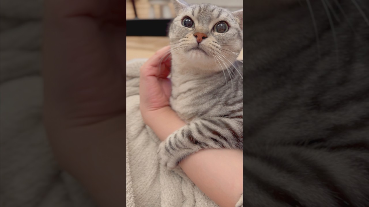 可愛すぎる猫たちと、猫好き飼主たちの日常www #cat #猫