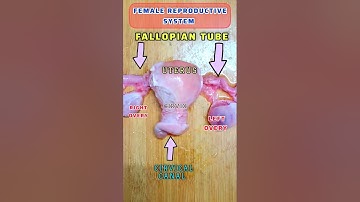 Real female reproductive system #biology #shortvideo #shorts #short