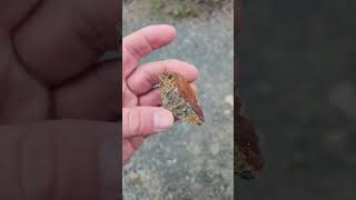 COPPER BEARING MINERALIZATION EXPOSED BY PROSPECTORS! #shorts #copper #chalcopyrite #mineralization