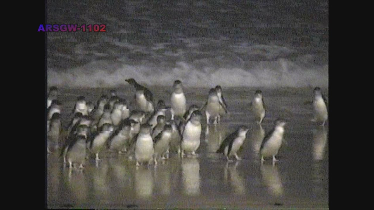 ペンギン、 新江ノ島水族館への誘い2 10.フンボルトペンギン | トイズ・スタイル