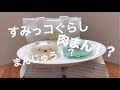 すみっコぐらし x まんじゅう - しろくまととかげ｜すみっこぐらし
