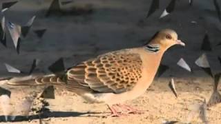 صور و صوت القمري Turtle Dove.mp4