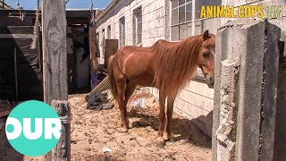 Man Sells Car To Keep Horse In Garage Instead | Animal Cops South Africa Ep7 | Our World
