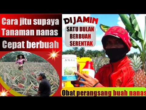 Video: Gusmania - Kerabat Untuk Nanas