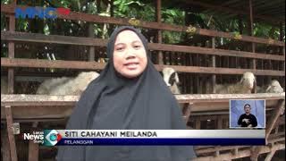 Raih Omset Ratusan Juta, Seorang Wanita di Mojokerto Sukses Beternak Kambing #LintasiNewsSiang 28/06