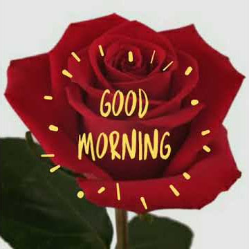 Rose good morning pics
