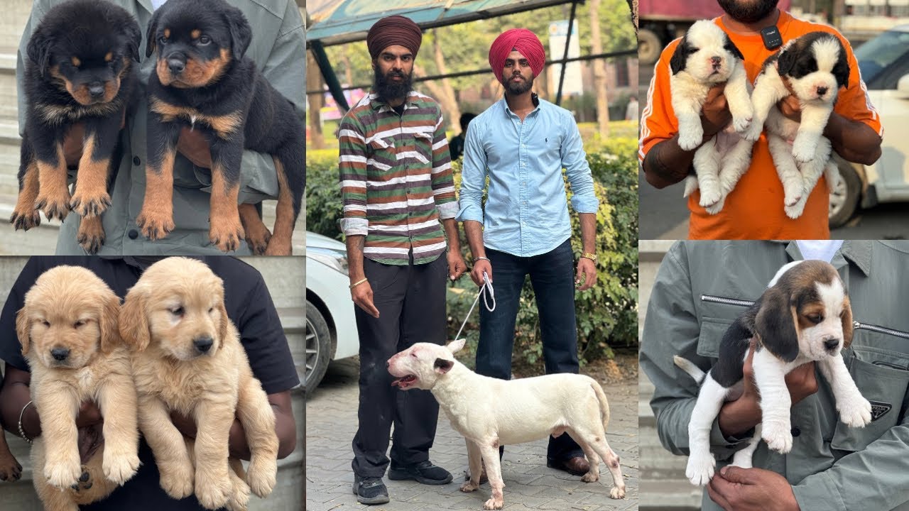  Dog show in Jalandhar Lovely professional university 💥 Best Dog Breeds in India 🔥