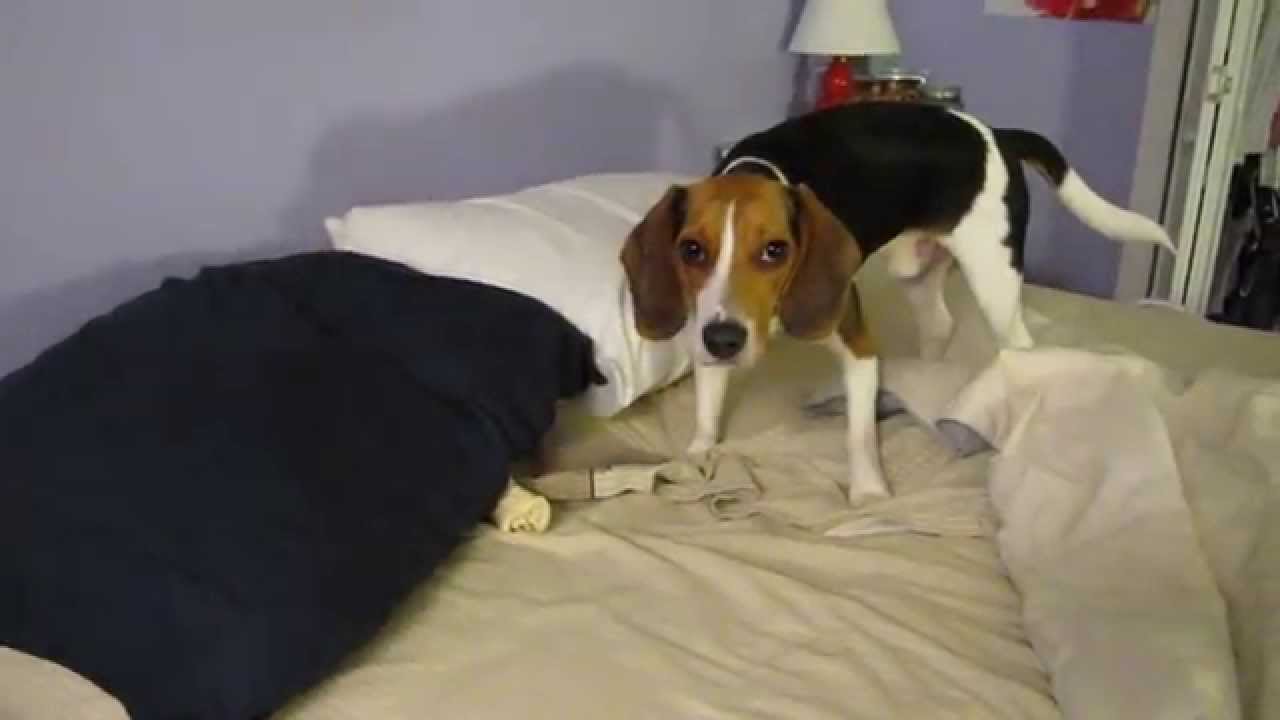 Cute Dog Hallucinating YouTube