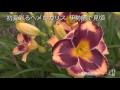 130628ヘメロカリス・伊勢崎ヒロコドリームガーデンHP