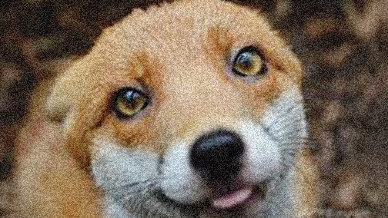 O VERDADEIRO SOM DA RAPOSA | THE TRUE SOUND OF FOX 