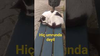 Git Gel Ön Geç Hiç Umrunda Deyil Şfet