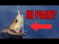 Do fish feel pain