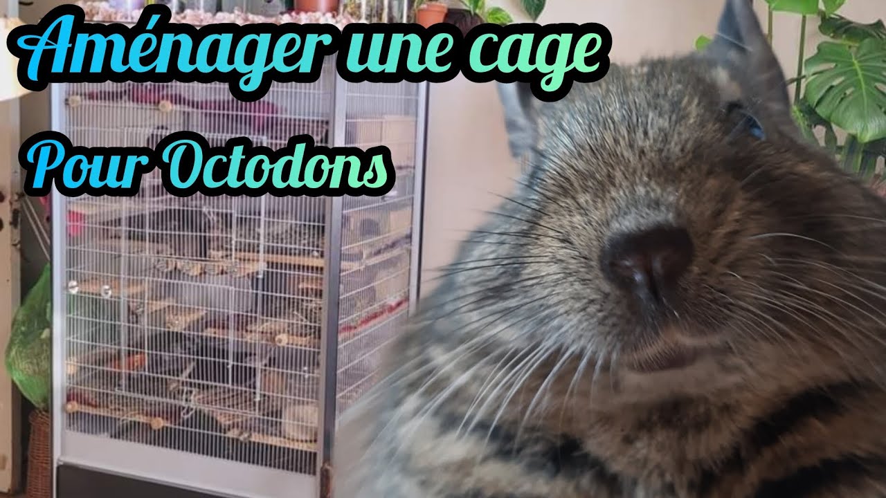 Aménager une cage pour des Octodons ! YouTube