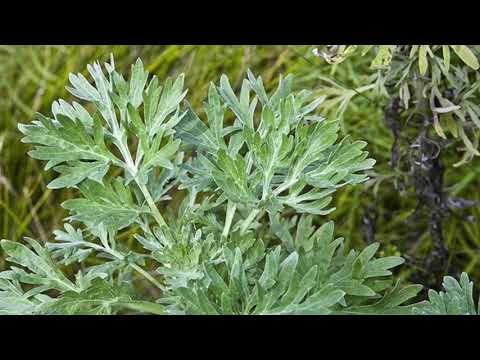 Video: Pelini Me Gjethe Të Tëra