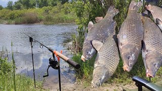 Супер СНАСТЬ косить САЗАНА, Рибалка на Дніпрі, Ловля дикого САЗАНА