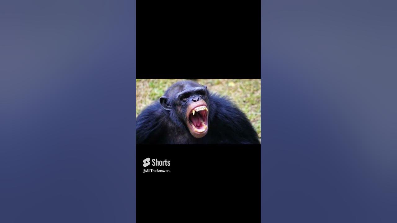 Could you beat a chimpanzee in unarmed combat? - YouTube