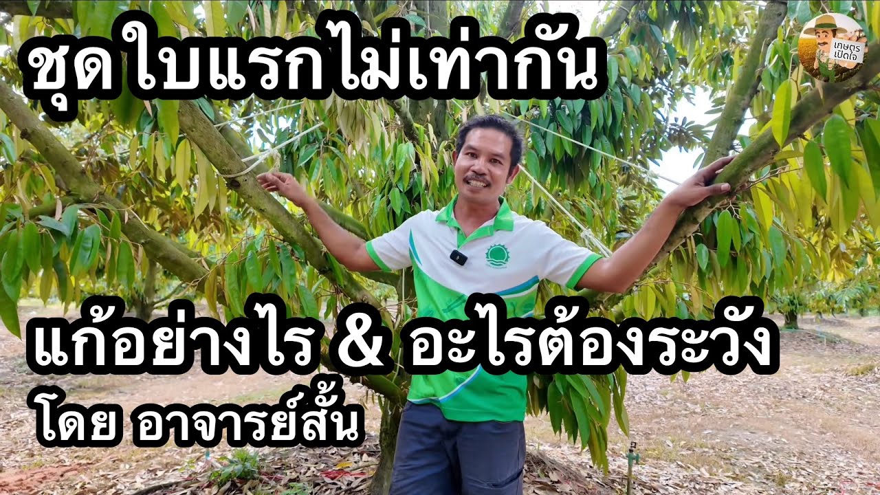 ใบชุดแรกออกไม่พร้อมกัน ออกไม่ทั่วต้น ไม่ทั่วแปลง แก้ยังไง และ สาระอื่นๆ | อาจารย์สั้น