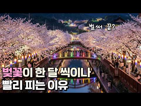 봄이 사라지고 있다