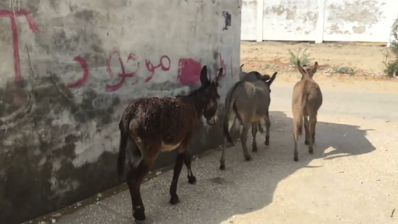 DONKEY MORNING TIME /THARPARKAR DESERT ANIMAL/DONKEYVIRALVIDEO