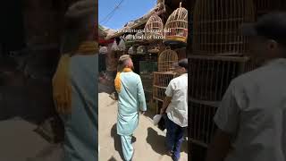 AFGHANISTAN  Favorites Pet and Birds Market #shorts Vlog