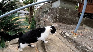 神社に行ったら牛みたいな猫が付いてきた