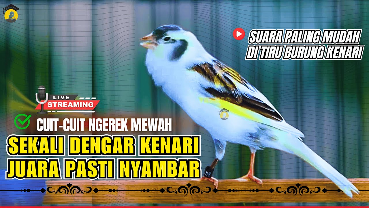 KENARI PANDA SUPER GACOR Cuit CUIT MERDU PANCINGAN & MASTERAN Kenari PAUD AGAR BUNYI NGEROL PANJANG