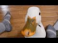【紹介アニメ】小さいあひるのブッチー Anime : My Pet Call Duck Butchi