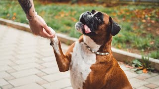 Unveiling the Mysteries of Boxer Genetics and Coat Colors