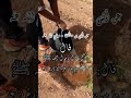 غرس زرع الأشجار حدائق حديث رسول الله مامن مسلم 
