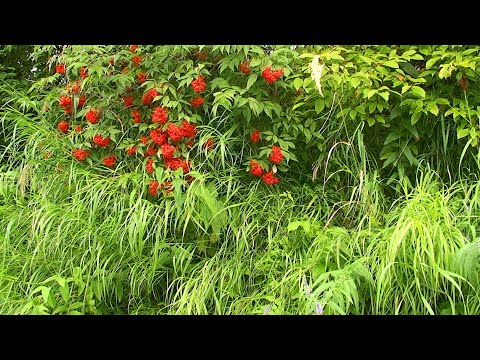 Три дня лета